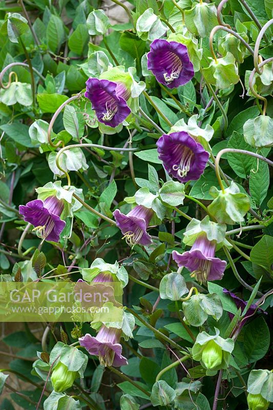 Cobaea scandens growing over a wall. Cup and Saucer Vine, Cathedral Bells, September.
