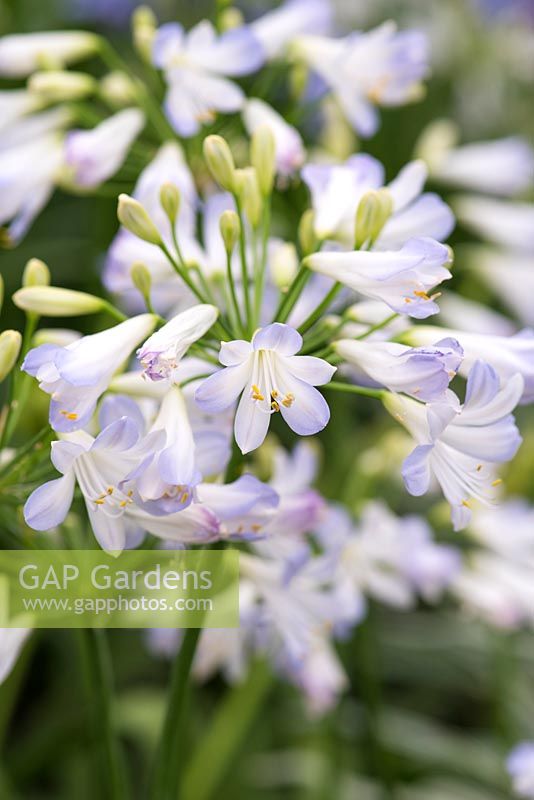 Agapanthus 'Silver Baby', a dwarf Nile lily with white flowers flushed with pale blue.