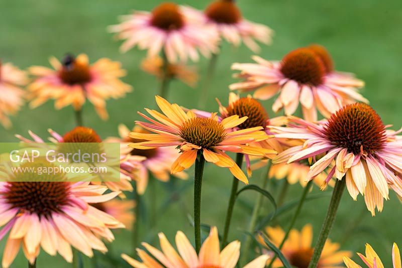 Echinacea 'Sunseekers Series Orange', a compact coneflower bearing many pinkish orange flowers from July. Loved by bees.