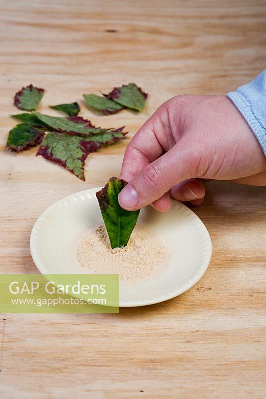 Step by step Begonia leaf cuttings. Step 8, put some hormone rooting, cutting powder onto a clean sterilsed saucer, dip the cutting into the powder, there is enough moisture in the cut end for the powder to stick.