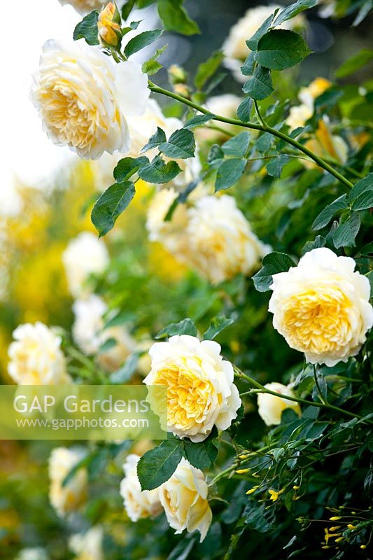 English rose 'The Pilgrim' and Jasminum humile - Gaetano Zoccali garden. Milan. Italy