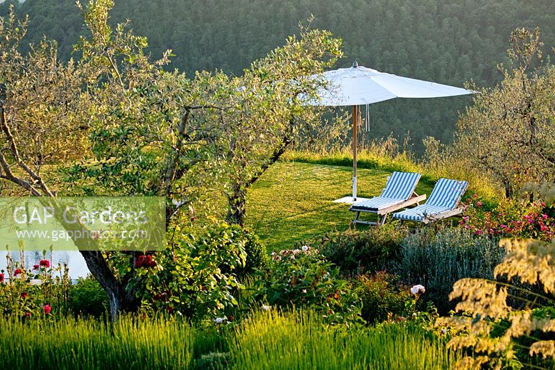 Sunloungers by Mediterranean planting and swimming pool at Palazzo Parisi. Oliveto, Rieti, Italy.