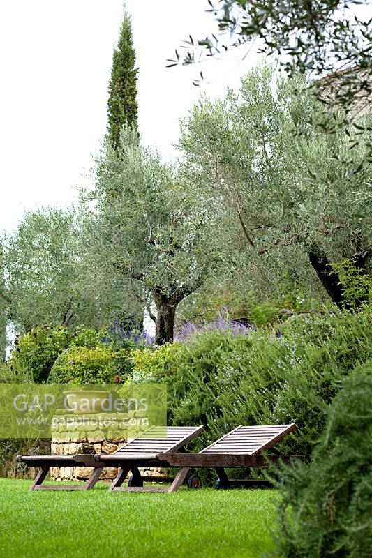 Sunloungers surrounded by border of Rosmarinus officinalis prostrato and olive trees at Palazzo Parisi. Oliveto, Rieti, Italy