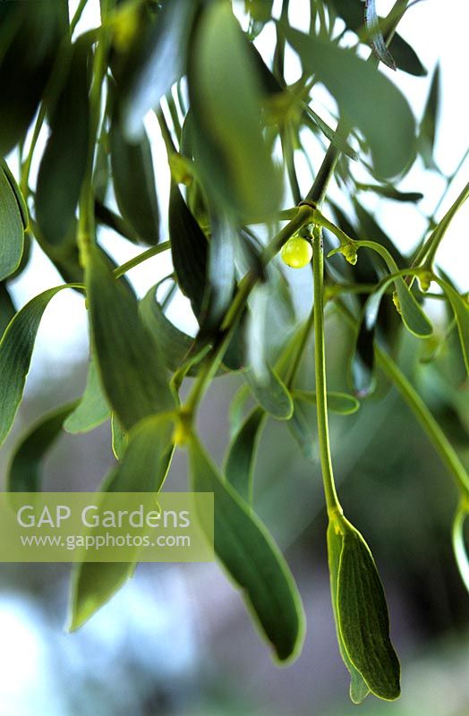 Viscum album - Mistletoe. Parasitic shrub with branching greenish stems, leathery leaves 