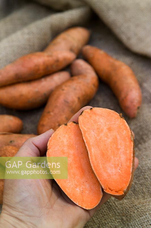 Sweet potato - Ipomoea batatas sliced in half and held in a hand, July.