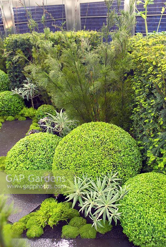 Urban roof garden with evergreen topiary and solar panels, Up on the roof, RHS Chelsea 2006. 