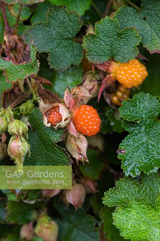 Rubus rolfei - Creeping Raspberry, Caernarfon, Gwynedd, Wales.