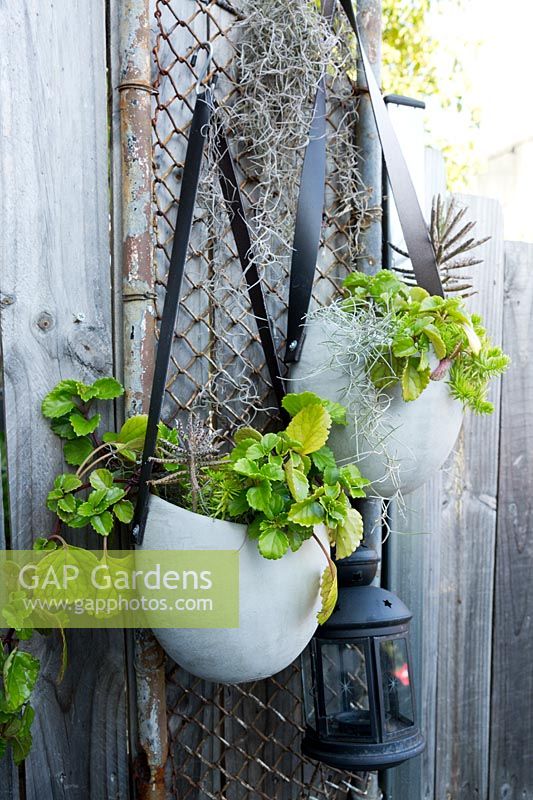 Grey, cast cement egg shaped pots with black vinyl straps hanging off and old repurposed chain wire gate attached to a timber paling fence, planted with a trailing fleshy leaved plant, Plectranthus verticillatus, Swedish Ivy.