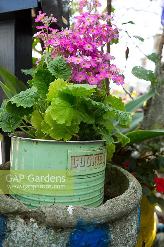 Green retro metal cookie tin planted with pink flowering Primula malacoides, inside a round vintage concrete pot.