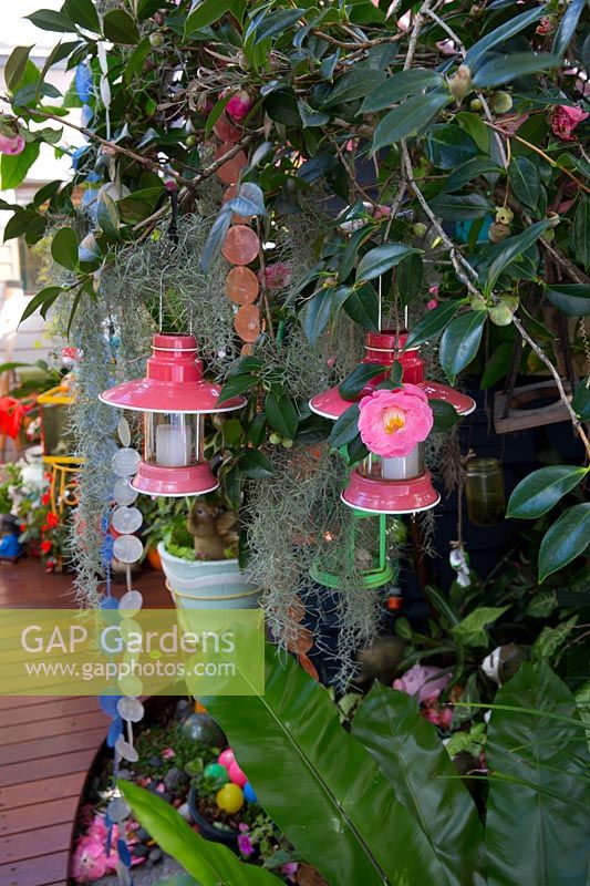 Two pink and white  metal and glass candle holders suspended in a tree with a single pink Camellia japonica flower, wind chimes and Tillandsia usenoides, Spanish moss.