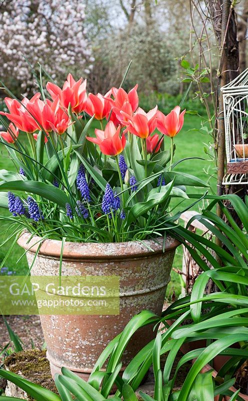 Terracotta pots with Tulipa greigii 'Toronto' and Muscari armeniacum, April.