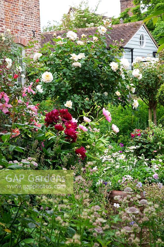 Herbaceous border filled with Paeonia 'Karl Rosenfield', Paeonia 'Bowl of Beauty', standard 'Rosa 'Crocus',  Rosa mutabilis, Astrantia major.
