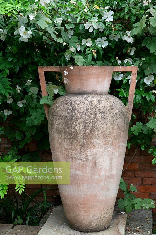 Rosa 'Cooper's Burmese' and Vitis 'Brandt' on wall behind large terracotta urn