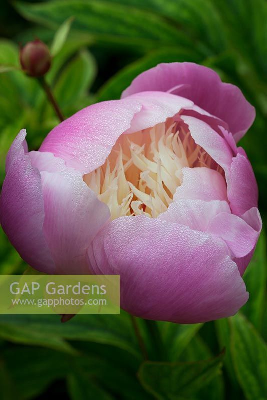 Paeonia 'Bowl of Beauty' - Herbaceous Peony