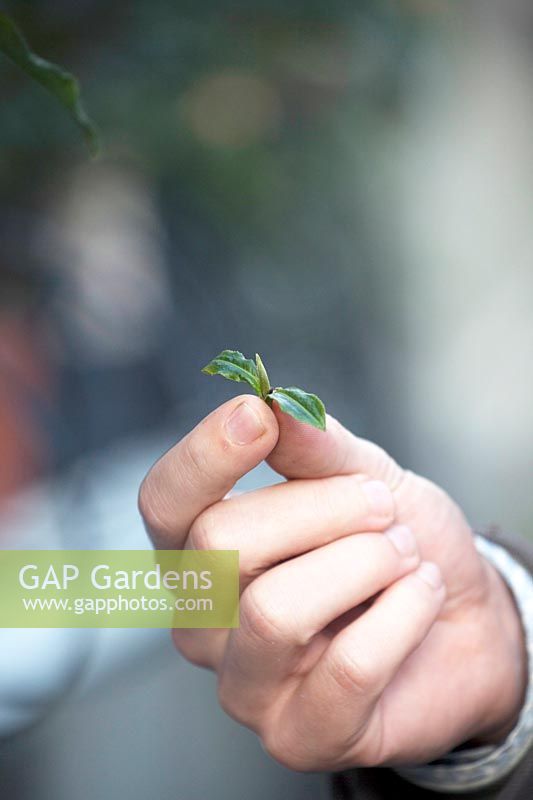 Young shoot of Camellia Sinensis. Johan Jansen, owner of Special Plant Zundert, developed first tea plant in Europe.