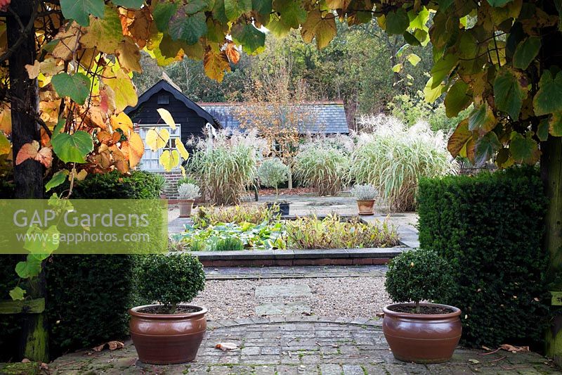 Vitis coignetiae hangs over pergola and Taxus baccata - Yew hedge,  looking through to pond,  Miscanthus sinensis 'Variegatus' and weatherboard summerhouse . Buxus - Box topiary in oriental style pots.
