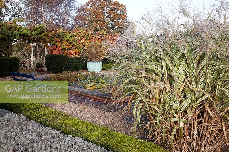 Miscanthus sinensis 'Variegatus' planted by Buxus - Box - low hedge containing Lavender. Blue painted bench by Water Lily filled pond,  Phormium tenax purpureum group planted in old copper tub backed with Vitis coignetiae.