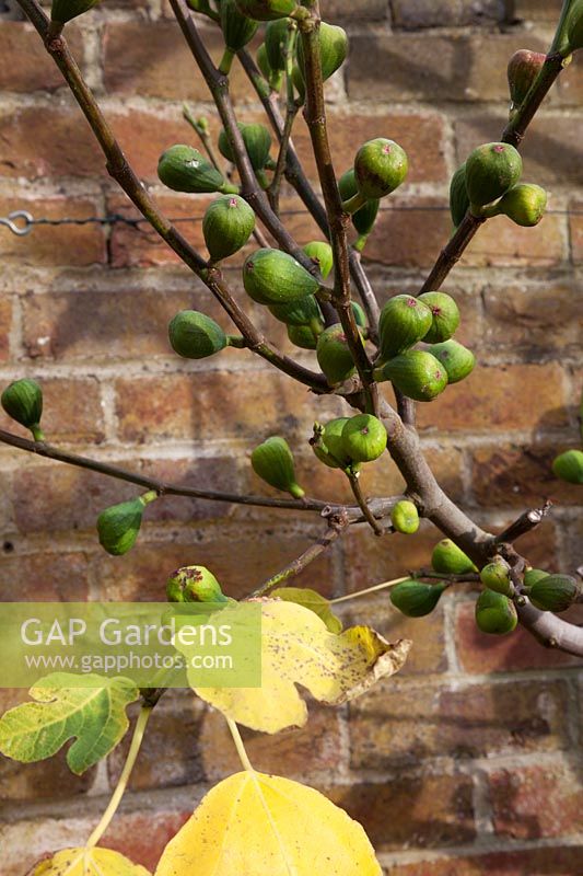Ficus carica - Fig growing against a brick wall.  Fruit on bare stems with a few yellow coloured autumn leaves.