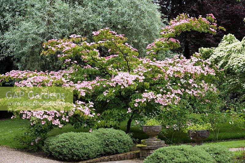Flowering Chinese dogwood, the pink Cornus kousa 'Miss Satomi' and behind, silver pear - National Collection of  Cornus at Newby Hall.