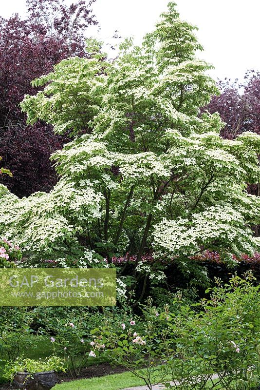 Cornus kousa, a deciduous tree bearing masses of creamy bracts in early summer -  National Collection of  Cornus at Newby Hall.