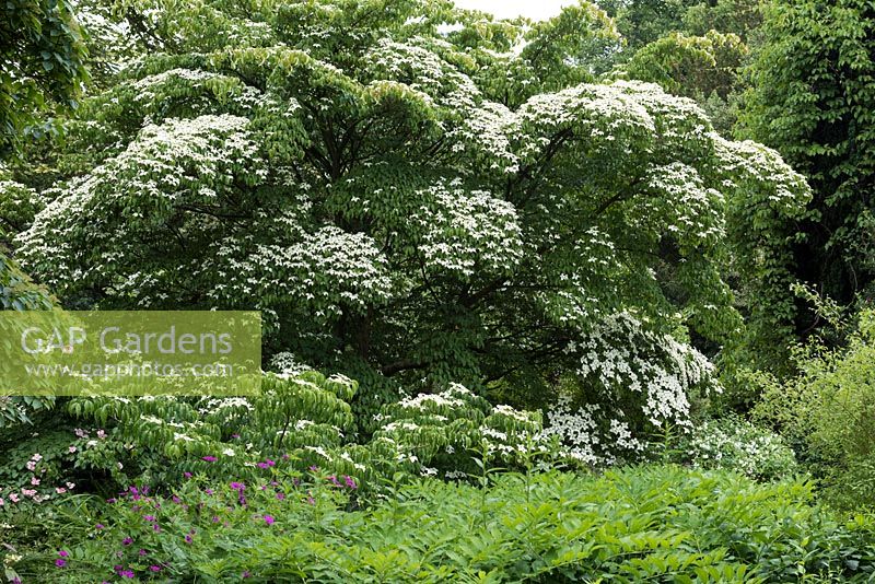 Cornus kousa var. chinensis, with creamy bracts in early summer - National Collection of  Cornus at Newby Hall.