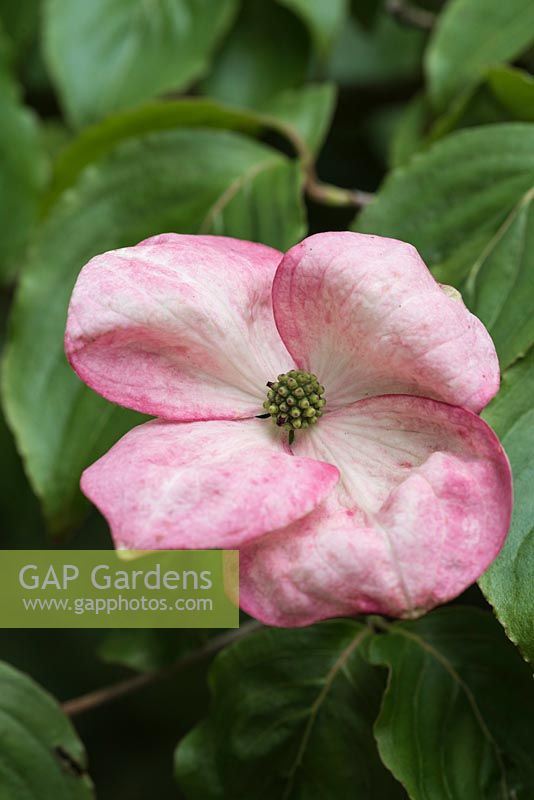Cornus kousa 'Radiant Rose' with large pink flowers in early summer