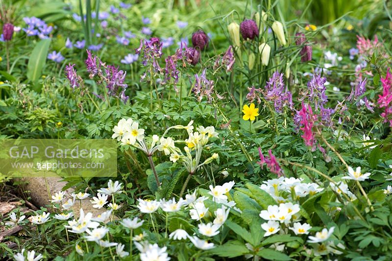 A spring combination of Primula, Fritillaria meleagris, Corydalis solida, primulas and anemones.