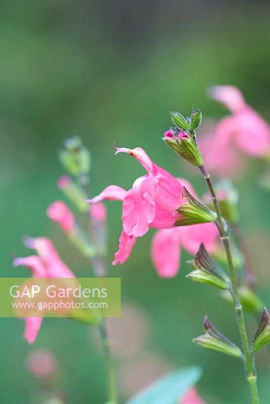 Salvia x jamensis 'Dysons' Orangy Pink' with salmon pink flowers that fade to orange. 