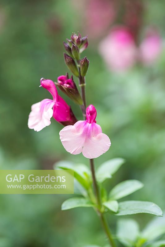 Salvia 'Crazy Dolls', a shrubby perennial with pink and white flowers from May until November.