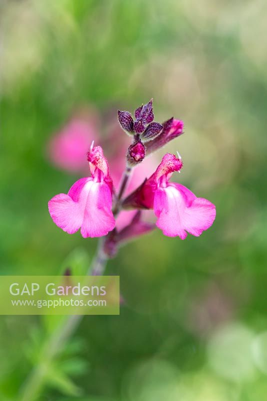 Salvia 'Tutti Frutti', a shrubby perennial bearing pink flowers from May until November.