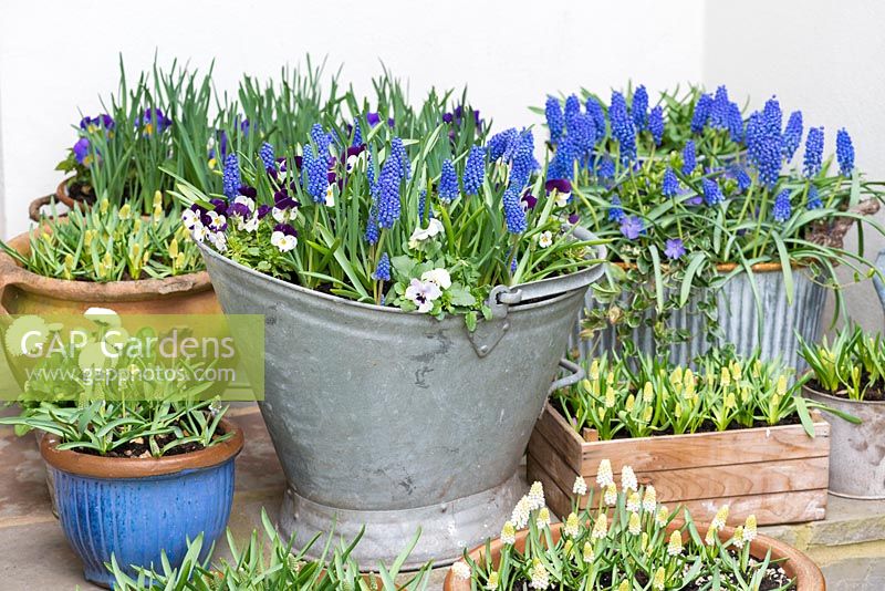 Vintage galvanised coal hod planted with violas and Muscari 'Big Smile', blue grape hyacinth. Other pots of white muscari and violas
