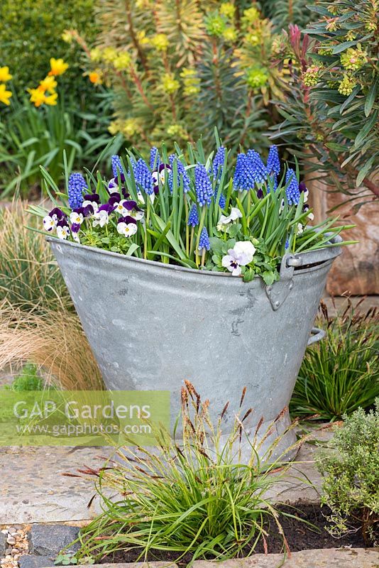 Vintage galvanised coal hod planted with violas and Muscari 'Big Smile', blue grape hyacinth - March