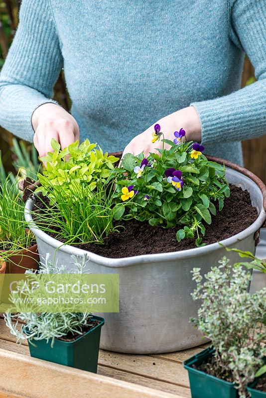 Add golden oregano beside chives and edible violas - Planting Preserving Pan with Herbs