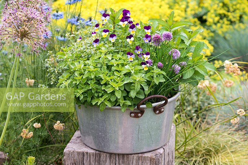 Aluminium preserving pan planted with herbs. In the centre, Viola tricolour, heartsease, for edible flowers. From front clockwise:  pennyroyal, thyme, mint and chives.