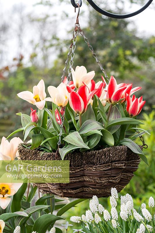 Hanging basket of Greigii tulips, Tulipa 'Little Girl' and 'Pinocchio', flowering in March.