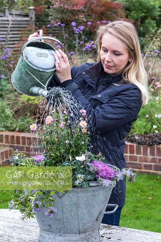Thoroughly watering the planted bucket - Planting a Vintage Autumn Bucket