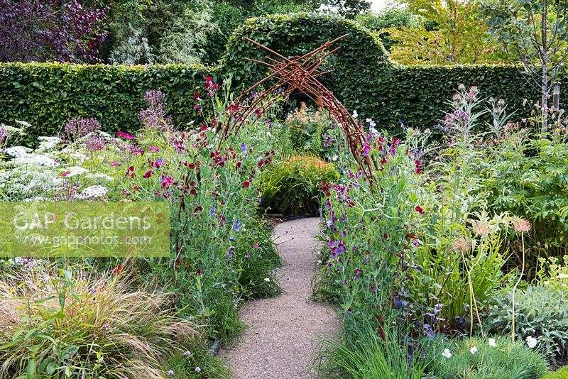 Annual sweet peas are trained up a metal tunnel, flanked by a bed of Ammi majus, cosmos and Verbena hastata.