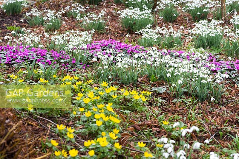 Snowdrops intermingling with Cyclamen coum and aconites.