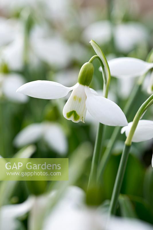 Galanthus elwesii 'Mandarin', an unusual variety as the outer segments rise in sunny conditions, 