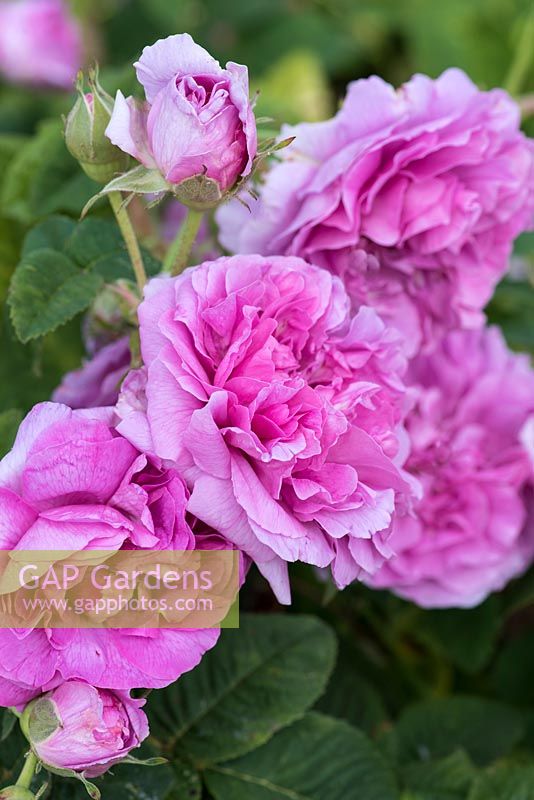 Rosa 'Empress Josephine', an old Gallica rose with strongly fragrant, wavy clear pink flowers.