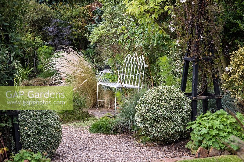 View into White Garden, past box balls of Euonymus fortunei 'Variegatus', to Stipa calamagrostis 'Karl Foerster' by bench.