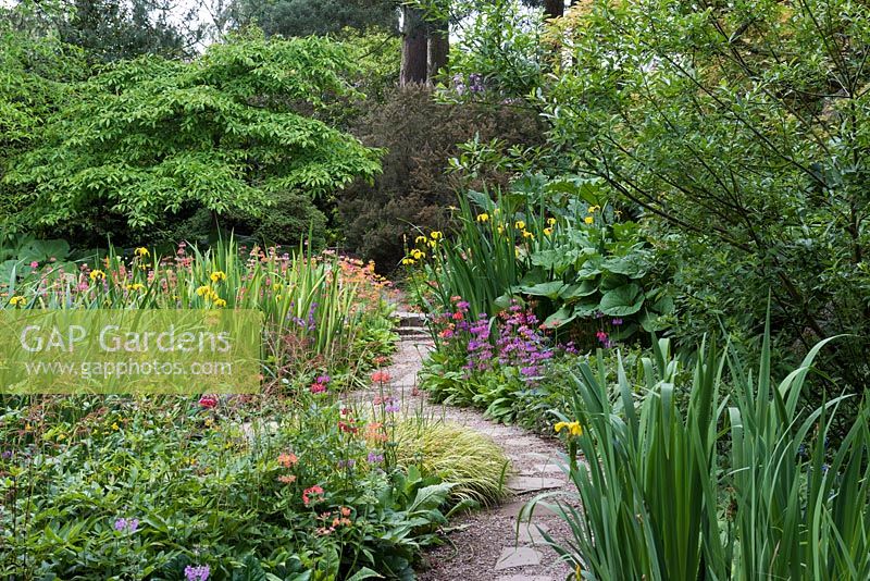 The Water Garden at Newby Hall, its paths edged in Harlow Carr candelabra primulas. The pool is enclosed in beds of Gunnera, Rheum, Arum and flag Irises.