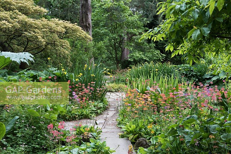 Water Garden at Newby Hall, paths edged in Harlow Carr candelabra primulas, June. 