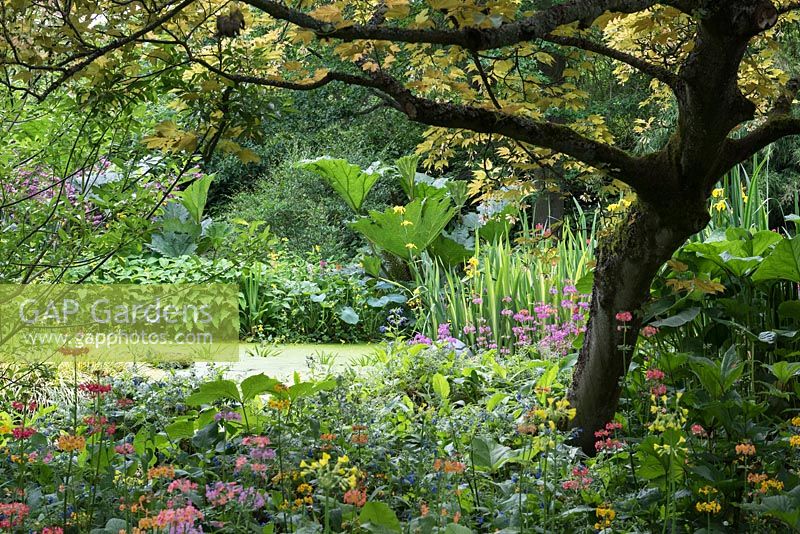 Water Garden at Newby Hall, edged in Harlow Carr candelabra primulas, with gunnera, rheum, arum and flag irises, June.