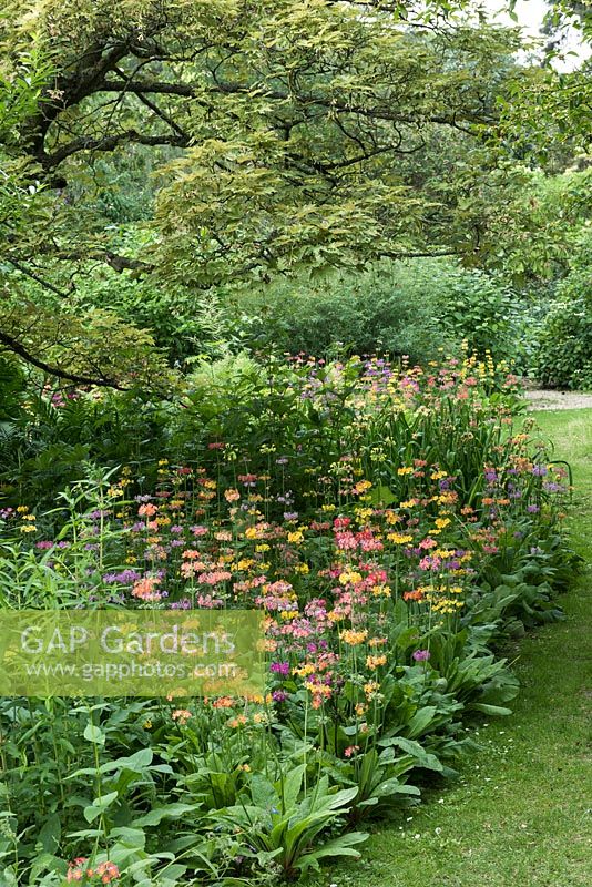 Water Garden at Newby Hall, edged in Harlow Carr candelabra primulas, June.