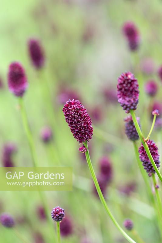 Sanguisorba officinalis 'Red Buttons', burnet, a compact herbaceous perennial, July.