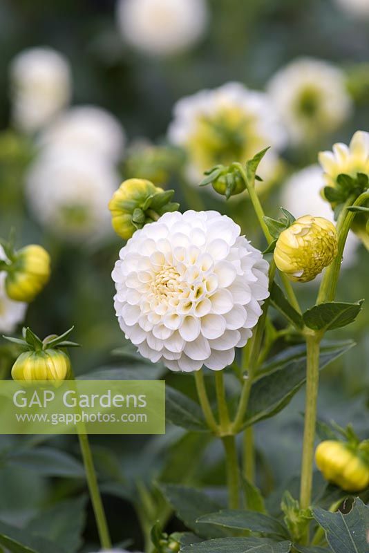Dahlia 'Snowflake', a white Pompom dahlia bearing masses of small heads from July. 