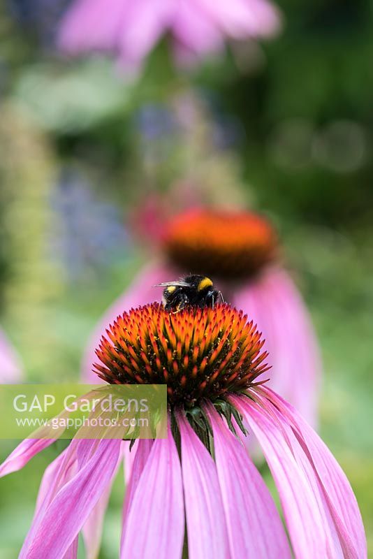 Echinacea purpurea, coneflower, an herbaceous perennial loved by bees.