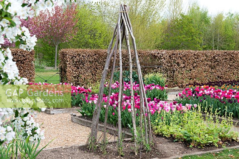 A spring garden with raised beds with harmonious beds of pink and purple tulips.