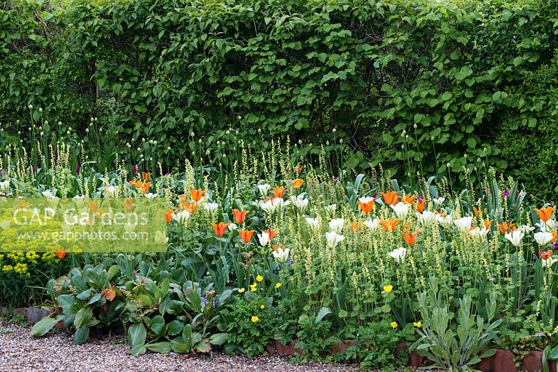 A spring border of tulip 'Ballerina' and 'Spring Green', with Euphorbia polychroma and Tellima grandiflora.